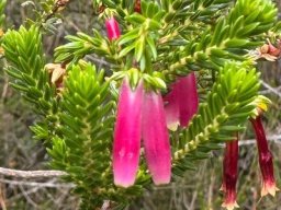 Erica diaphana old flowers
